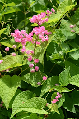 APII jpeg image of Antigonon leptopus  © contact APII