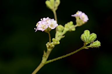 APII jpeg image of Boerhavia glabrata  © contact APII