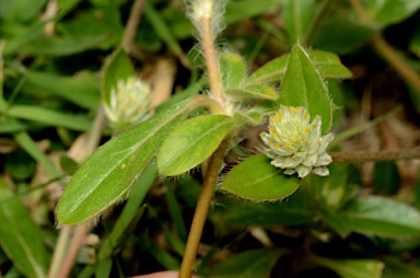 APII jpeg image of Gomphrena celosioides  © contact APII