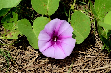 APII jpeg image of Ipomoea pes-caprae subsp. brasiliensis  © contact APII