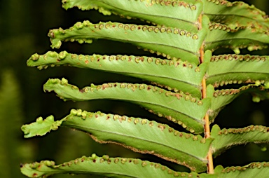 APII jpeg image of Nephrolepis multiflora  © contact APII