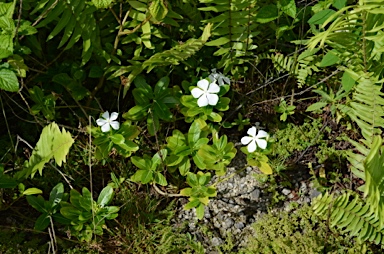 APII jpeg image of Catharanthus roseus  © contact APII