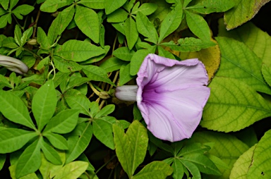 APII jpeg image of Ipomoea cairica  © contact APII