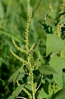 APII jpeg image of Amaranthus viridis  © contact APII