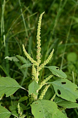 APII jpeg image of Amaranthus viridis  © contact APII