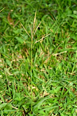 APII jpeg image of Bothriochloa bladhii  © contact APII