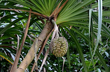 APII jpeg image of Pandanus elatus  © contact APII