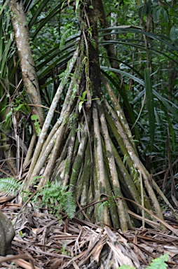 APII jpeg image of Pandanus elatus  © contact APII