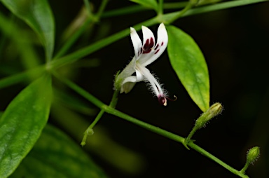 APII jpeg image of Andrographis paniculata  © contact APII