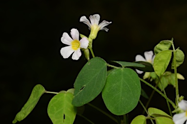 APII jpeg image of Oxalis barrelieri  © contact APII