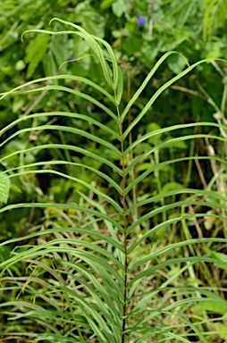 APII jpeg image of Pteris vittata  © contact APII