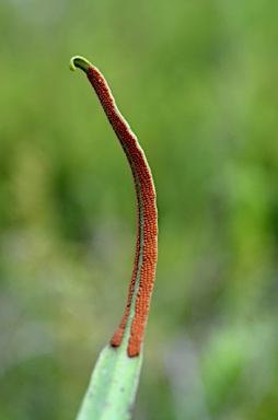 APII jpeg image of Pyrrosia lanceolata  © contact APII