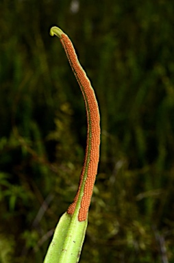 APII jpeg image of Pyrrosia lanceolata  © contact APII