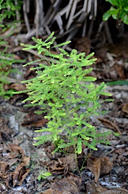 APII jpeg image of Phyllanthus amarus  © contact APII