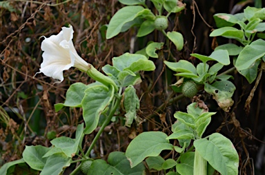 APII jpeg image of Datura metel  © contact APII