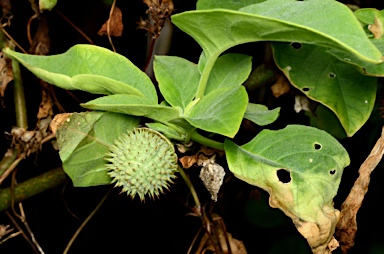 APII jpeg image of Datura metel  © contact APII