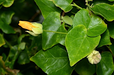 APII jpeg image of Abutilon listeri  © contact APII