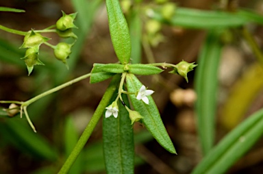 APII jpeg image of Oldenlandia corymbosa var. corymbosa  © contact APII