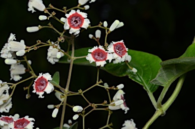 APII jpeg image of Paederia foetida  © contact APII