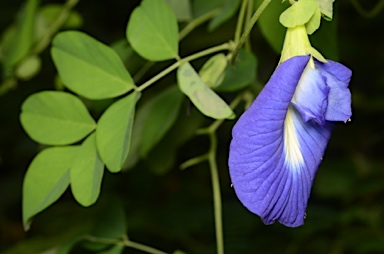 APII jpeg image of Clitoria ternatea  © contact APII