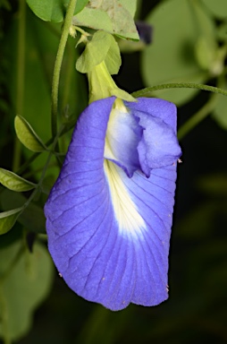 APII jpeg image of Clitoria ternatea  © contact APII