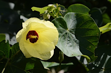 APII jpeg image of Hibiscus tiliaceus  © contact APII