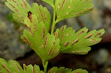 APII jpeg image of Asplenium listeri  © contact APII