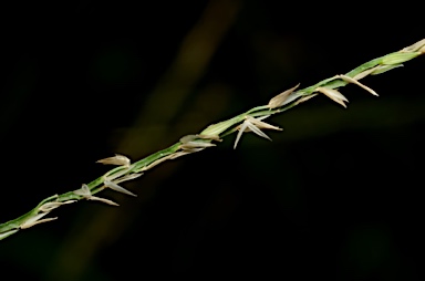 APII jpeg image of Digitaria setigera  © contact APII