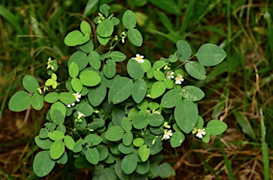 APII jpeg image of Oxalis barrelieri  © contact APII