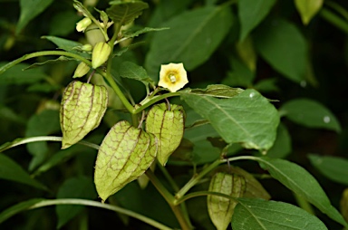 APII jpeg image of Physalis angulata  © contact APII