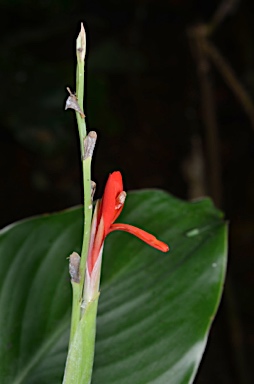 APII jpeg image of Canna indica  © contact APII