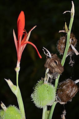 APII jpeg image of Canna indica  © contact APII