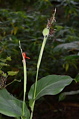 APII jpeg image of Canna indica  © contact APII