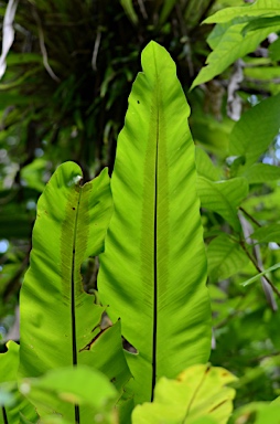 APII jpeg image of Asplenium nidus  © contact APII