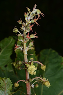 APII jpeg image of Ricinus communis  © contact APII