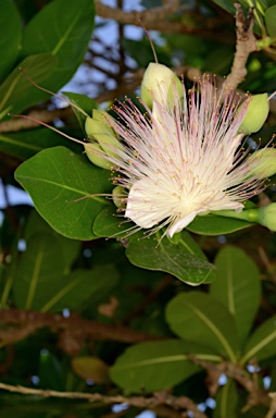 APII jpeg image of Barringtonia asiatica  © contact APII