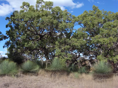 APII jpeg image of Xanthorrhoea glauca subsp. glauca  © contact APII