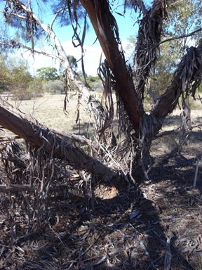 APII jpeg image of Eucalyptus formanii  © contact APII