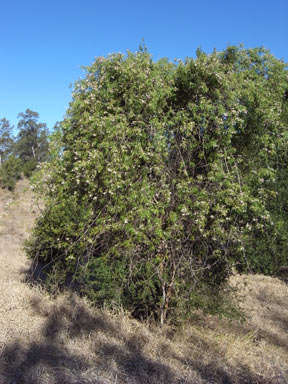 APII jpeg image of Pandorea doratoxylon  © contact APII