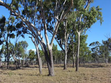 APII jpeg image of Corymbia tessellaris  © contact APII