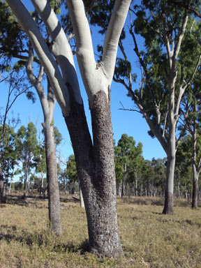 APII jpeg image of Corymbia tessellaris  © contact APII