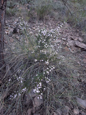 APII jpeg image of Zieria aspalathoides subsp. aspalathoides  © contact APII