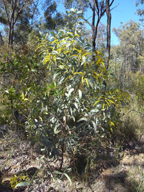 APII jpeg image of Acacia longispicata  © contact APII