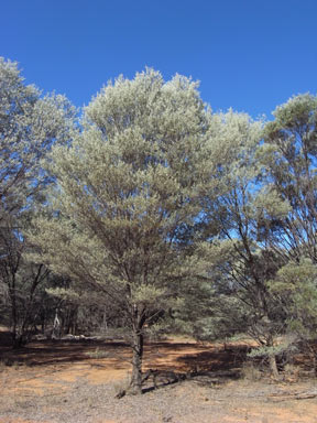 APII jpeg image of Acacia catenulata  © contact APII