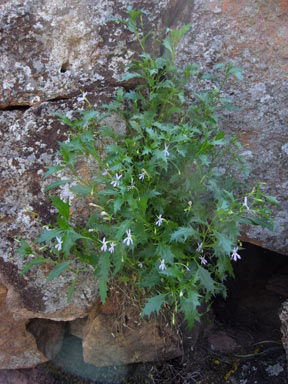 APII jpeg image of Isotoma petraea  © contact APII