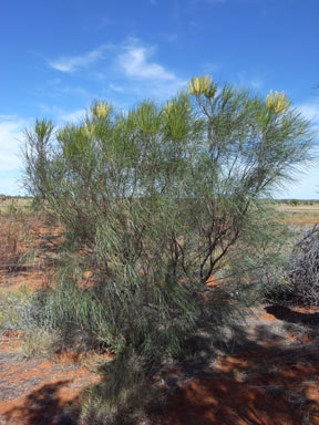 APII jpeg image of Grevillea stenobotrya  © contact APII