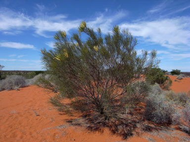 APII jpeg image of Grevillea stenobotrya  © contact APII