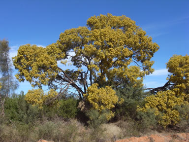 APII jpeg image of Acacia murrayana  © contact APII