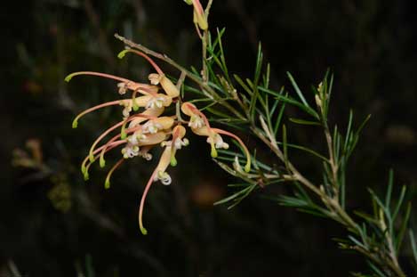 APII jpeg image of Grevillea x semperflorens  © contact APII