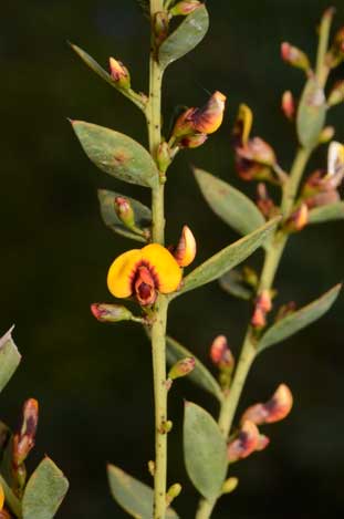 APII jpeg image of Daviesia ulicifolia subsp. pilligensis  © contact APII